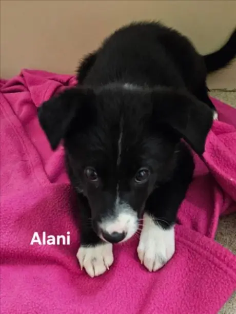 ALANI