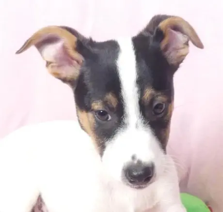 MS. SNOOPY