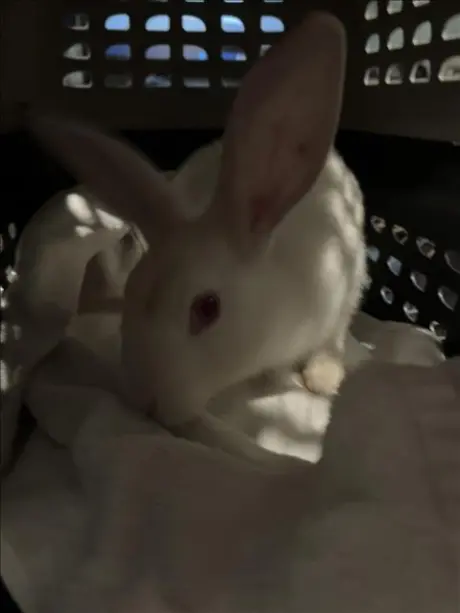 *IVORY