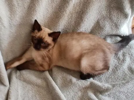 Sophia - PSP Foster Home