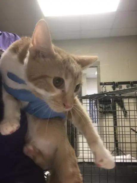KITTY