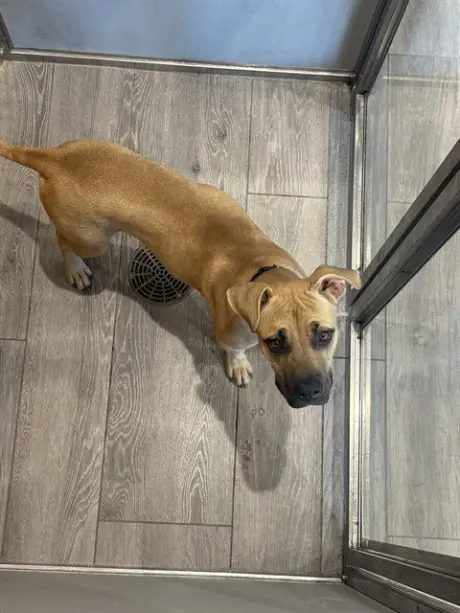 DUKE