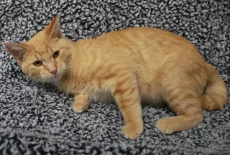 Oscar
