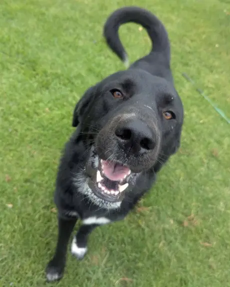 RUDDER