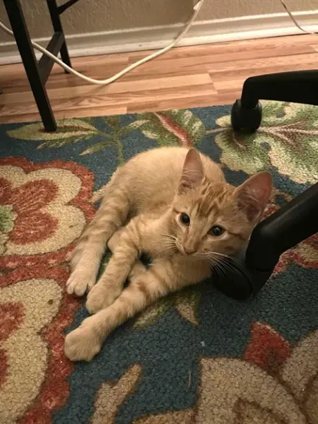 KITTY