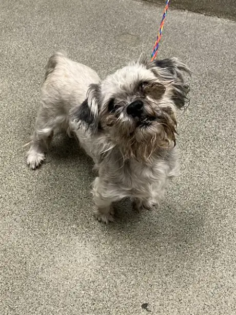 *REBEL