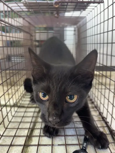 SALEM