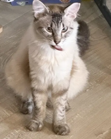 Tenor