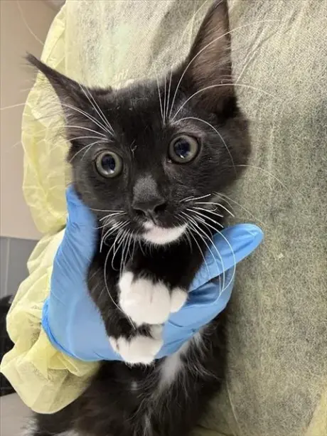 *PANDA