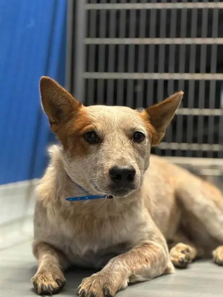 BENJI