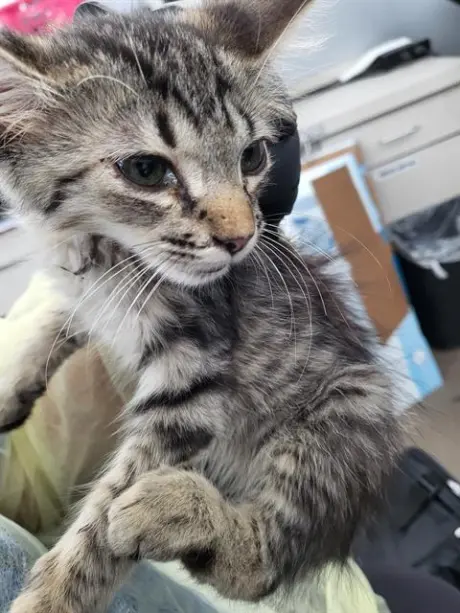 VICTOR