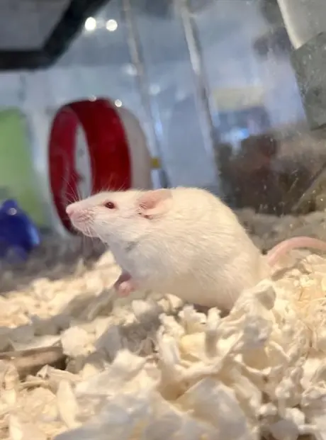 ALFREDO