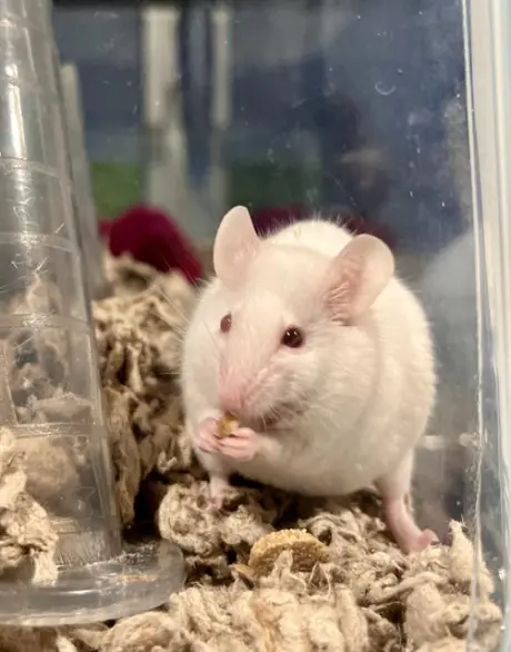 WHISKERS