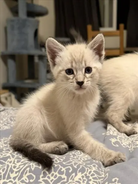 NIMBUS*