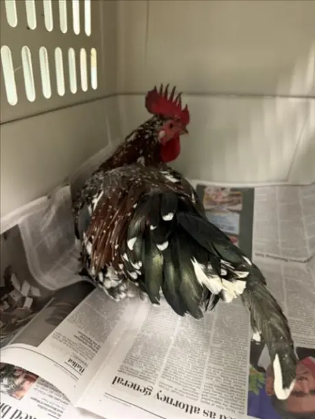 ROOSTER