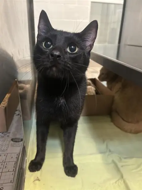 BOO
