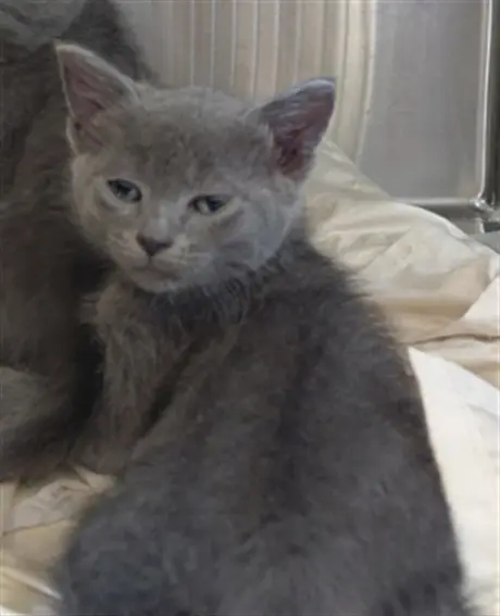 GUS