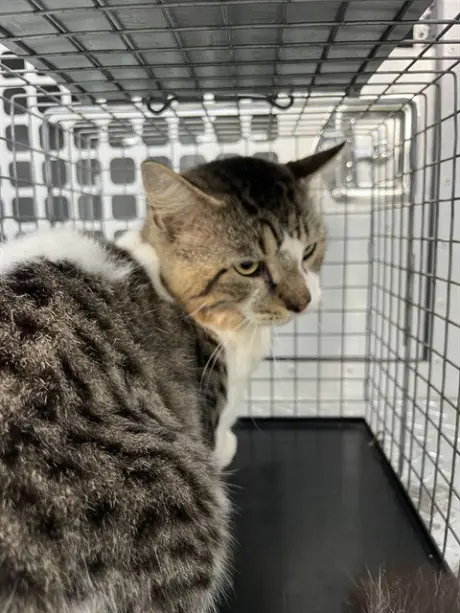 HERBY