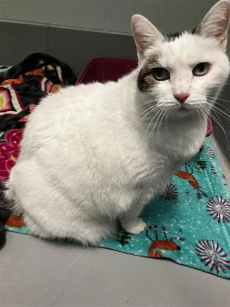 SNOWIE