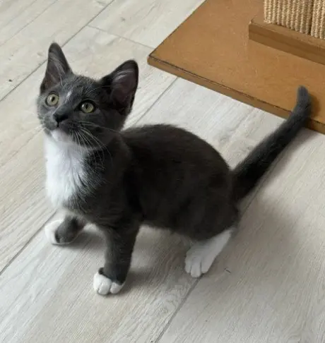 Kitten Nigel
