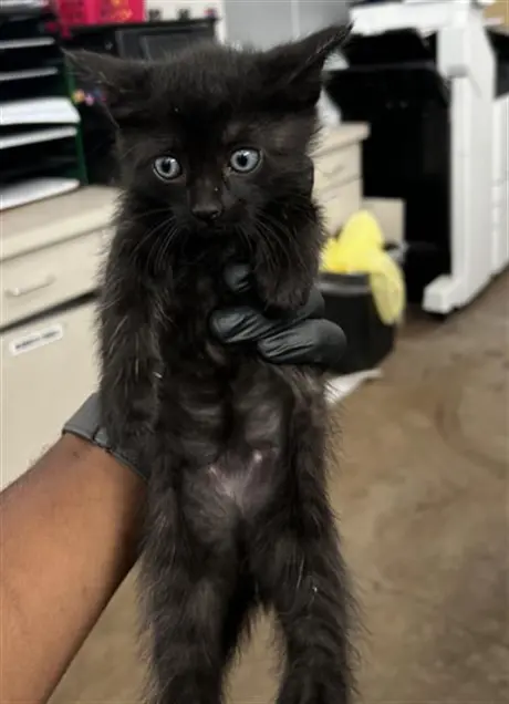 WIZARD