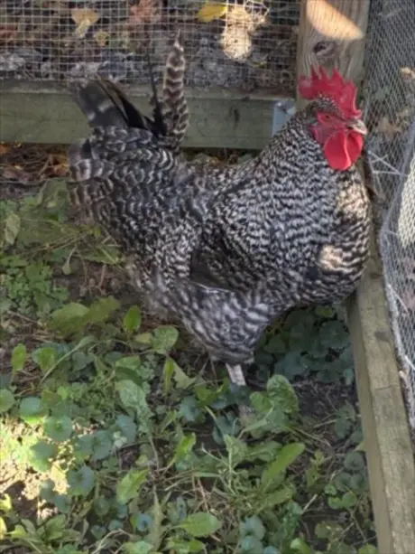 CLUCK NORRIS