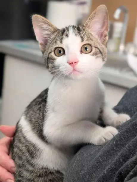 AMARA