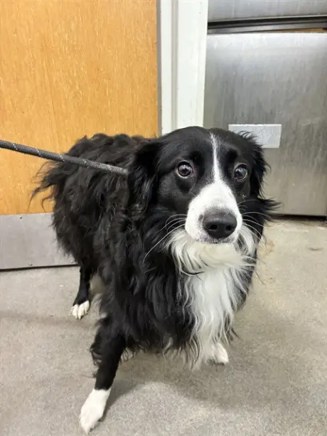TUX