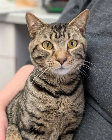 RAJAH