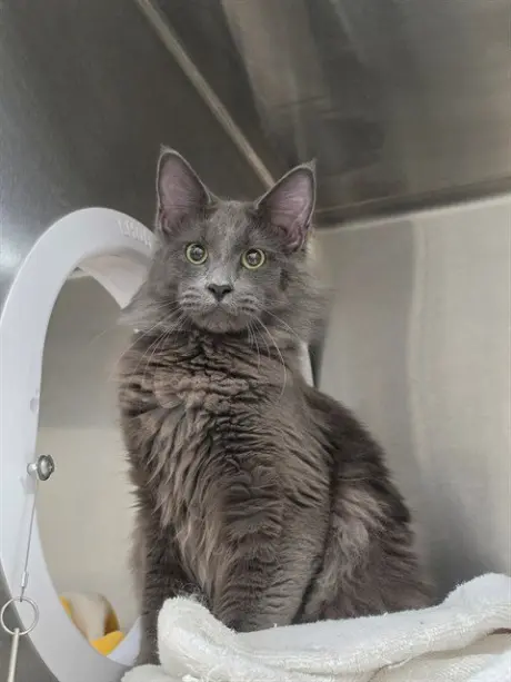BARON VON FLOOF