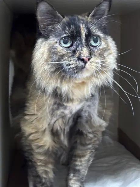 ANGEL