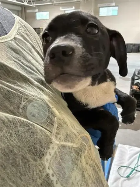 *REESES PUPPYCUP