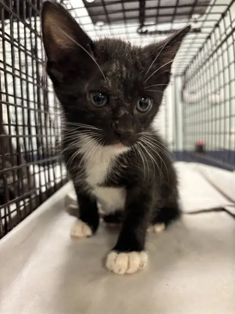 OREO