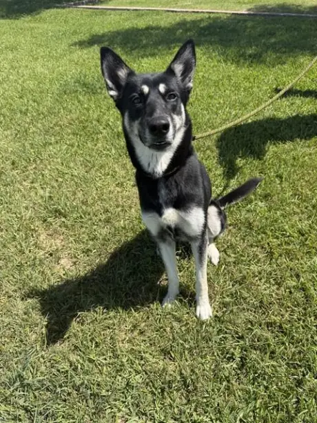 NOVA