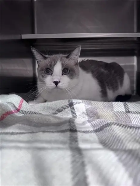 PEPPER