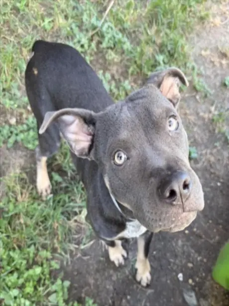 TARO