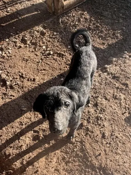 ARCHIE