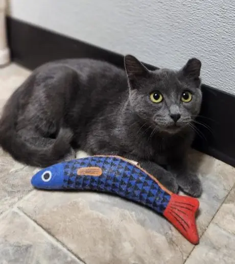 Kitten 28269 (Jackson)