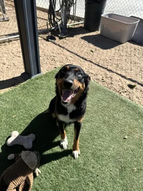 LILY (RESCUE ONLY)