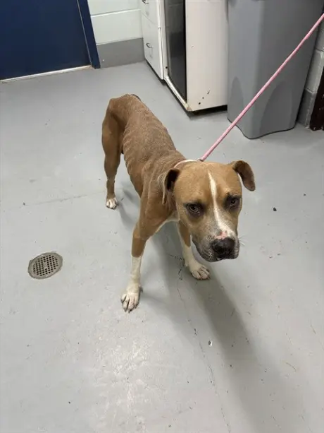 TYSON