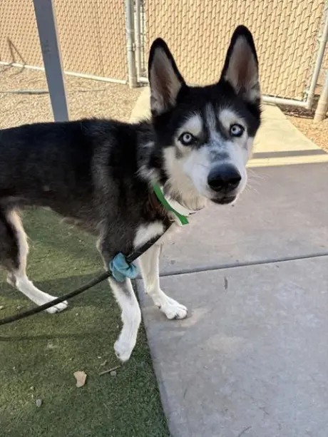 PUPSICLE