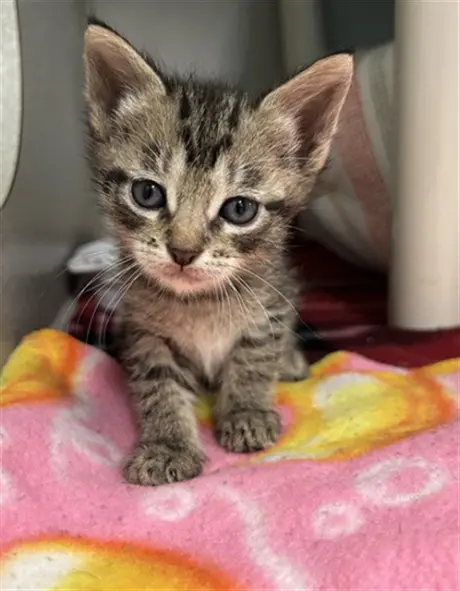 LOKI