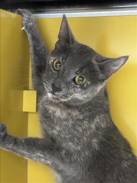 MISO