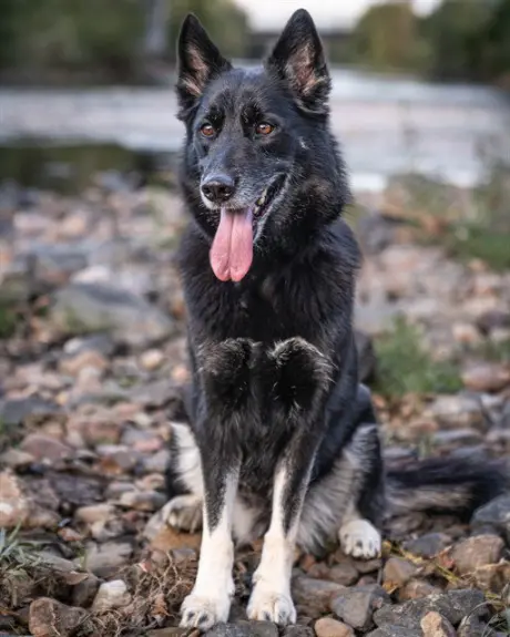 LYDIA