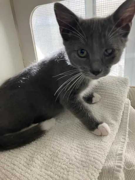 *CHEVY