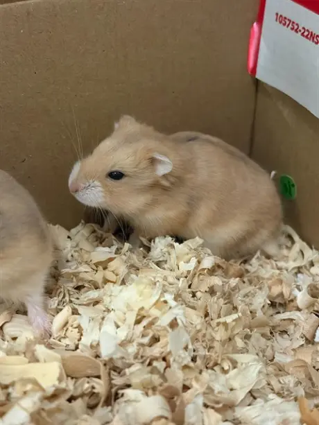 MOCHA