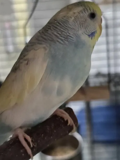 GONZO