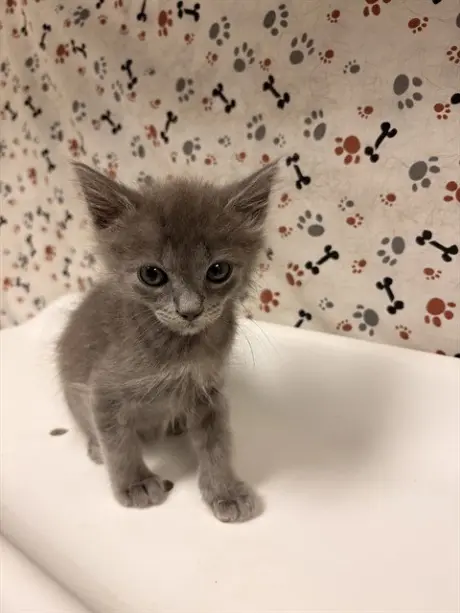 MILO