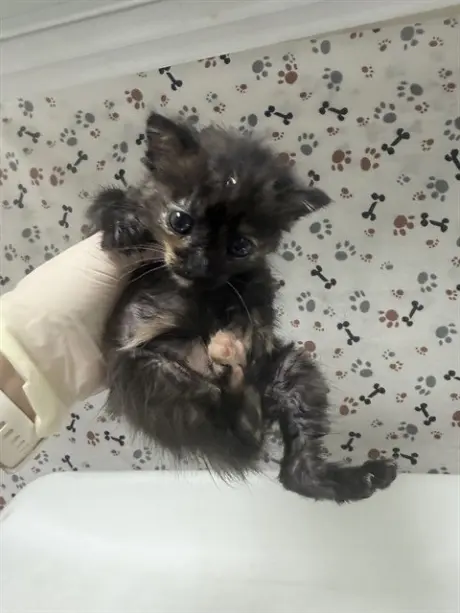 CLAWDIA