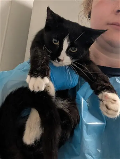 *SYLVESTER